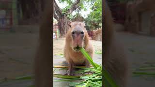 Cute Capybara #shorts #shortsvideo #animal #capybara