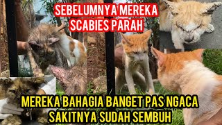 Kami Sangat Bahagia Kucing-Kucing Scabies Sudah Pada Sembuh Dari Sakit Yang Menyiksa Di Jalanan‼️