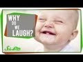Understanding Laughter