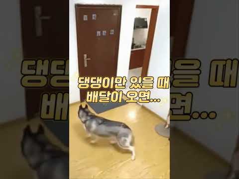 댕댕이만 있을 때 배달이 오면 #shorts #dog #강아지