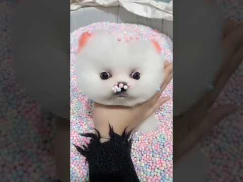🥰🐶 मेरी दीदी को नाटक करना पड़ा भारी#shortvideo #trendingpuppy #cutepuppy