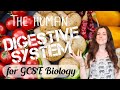 Digestive System Functions and Processes
