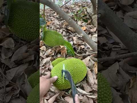 ยางขนุน