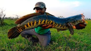 हमारे गांव की मछली देखें....😱 | Snakeheadfishing Videos | Fishing Videos | Village Fishing