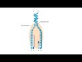 DNA Replication and Enzymes