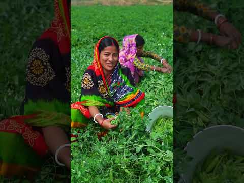মটরশুটি তুলতে কার কার ভালো লাগে।#sorts #moyna_kitchen_vlog