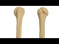 Scapula and Humerus Identification