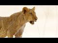 Lion Behavior and Identification Study
