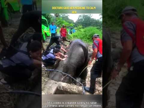 Emotional Rescue of Mother Elephant! โค๏ธ๐ญ #shorts #rescue #elephant
