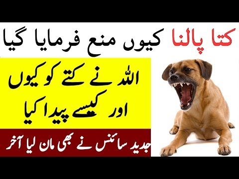 Kuttay Ko Palna Kiyun Haram Hai, Science Ne Bhi Prove Kar Dia
