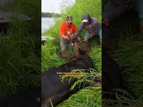 ILLEGAL shooting of a Moose #hunting #moose #wildlife #canada