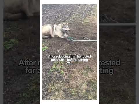 Do you think animals are sentient? #wholesome #wildlife #animalrescue #animals #wolf