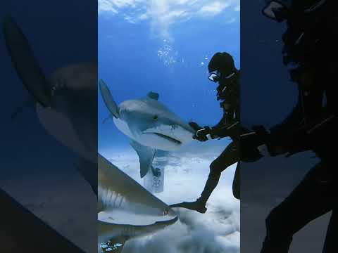 Diver interacting with animals #funny #fyp #fypシ #tiktok #fyppppppppppppppppppppppp #cute #diver