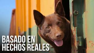 Basada en Hechos Reales sobre un perro pelirrojo | Película Dramática Completas en Español latino