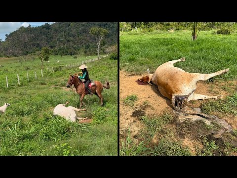 ERVA E COBRA FAZ VÍTIMAS NA FAZENDA 😭