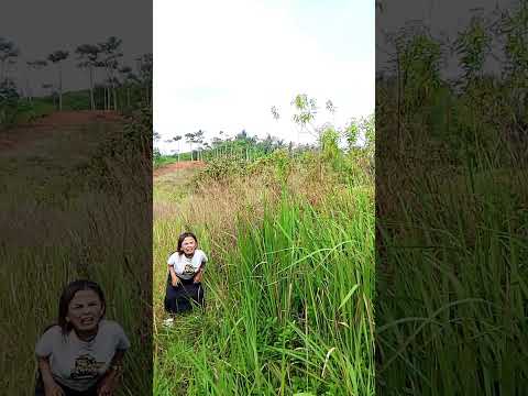 masih di suasana kebun #comedy