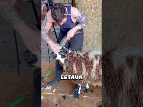 Essa ovelha estava prestes a morrer por causa do seus próprios chifres #shorts