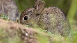 If I were an Animal - THE RABBIT | Full Episode 47 | Wild Animal World