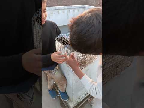 In bejuban parindo 🕊️ pr raham kren please 🙏🥺 #shorts #viralshorts #shortvideo #pigeon