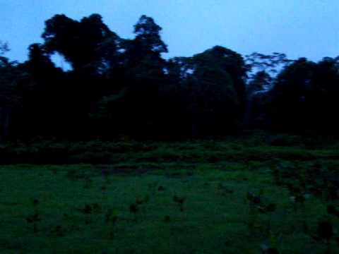 Achuar Nation Ecuador Sunrise Sounds