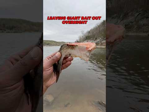 GIANT Bait Left in the River Overnight