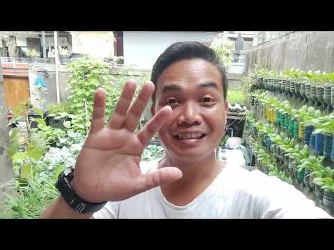 Tour Kebun Mini Dengan Lahan Yang Sangat Sempit Tetapi Berbagai Macam Sayuran Bisa di Tanam