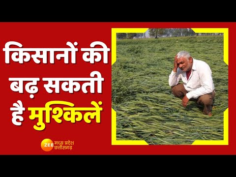 MP News: मौसम विभाग ने जारी किया बारिश का Alert, Rabi की फसल को हो सकता है भारी नुकसान | Zee MP CG