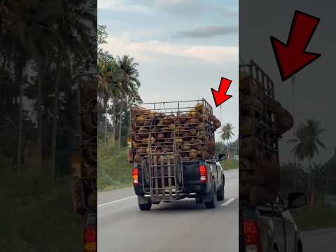 قرود مدرّبة تعمل في مزارع جوز الهند بتايلاند! 🐒🥥