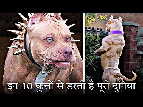 इन 10 कुत्तो से डरती है पूरी दुनिया... Top 10 Most Dangerous Dogs in the World.