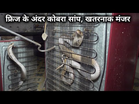 फ्रिज के पीछे बहुत बड़ा कोबरा सांप, बाल बाल बच गई जान | The cobra snake was hiding behind the fridge