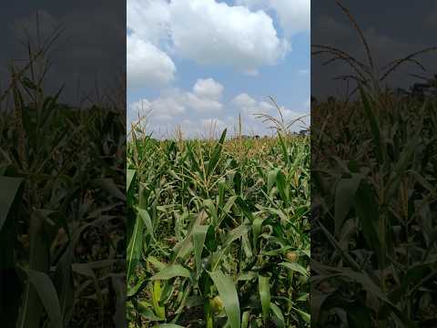 Miren como va el CULTIVO de maiz o elote 👍🌽🌽🌽 #viral #maiz #elote #campo #huerta