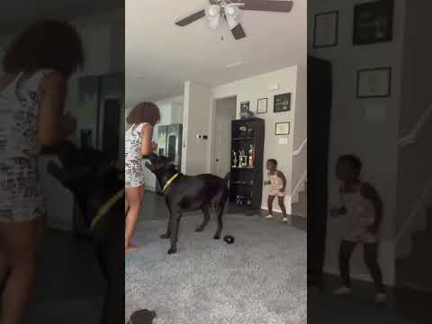 Cane Corso Protecting His Youngest Owner From Tickles ?