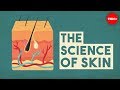 Exploring the Functions of Your Skin
