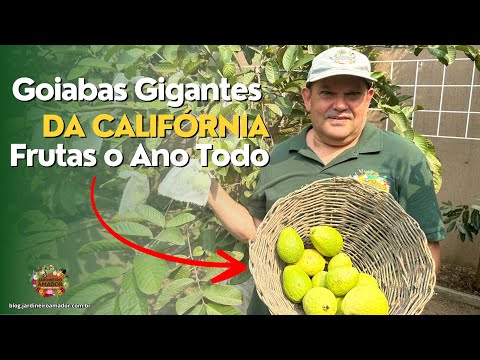 Goiabas Gigantes da Califórnia - Frutas o Ano Todo