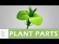 Plant Structure and Function Concepts