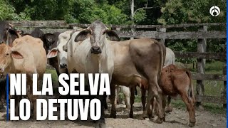 Gusano barrenador avanza a Panamá… no pudieron contenerlo