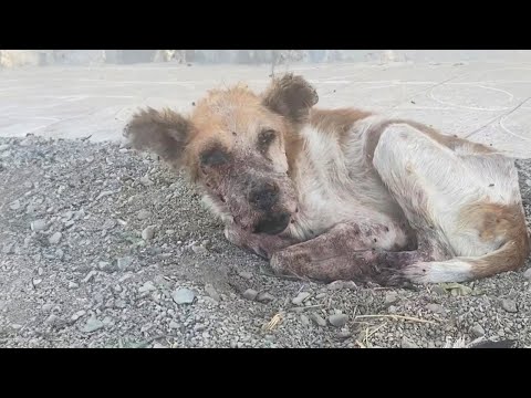 "please save me", he looked at me with pained eyes, flies and maggots covered him