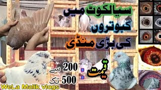 Sunday Pigeon Market Sialkot Latest Update 2025 kabotar Bzar Sialkot hr kism k parindo ka sasta bzar