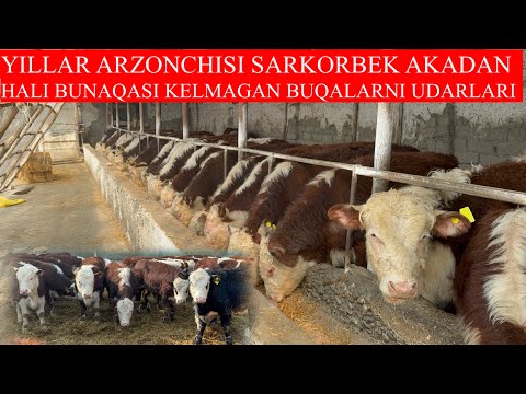 YILLAR ARZONCHISI SARKORBEK AKADAN HALI BUNAQASI KELMAGAN BUQALARNI UDARLARI KELDI