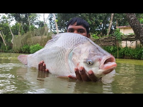 Cast Net Fishing | Net Fishing | Best Net Fishing Video #fish_video #fishing #fish #bigfish