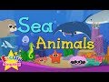 Sea Animal Characteristics and Behavior