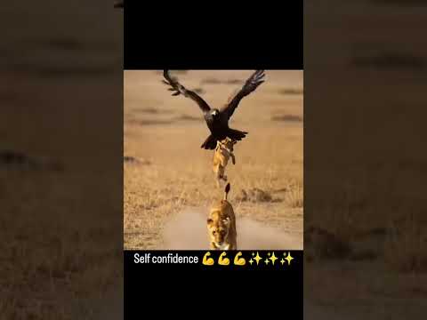 💥🥵📈  #fypシ゚viral #lion #confidence #viralvideos #viralshorts #mass #tranding #funnyclip #foryou