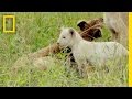 White Lions in Kruger National Park
