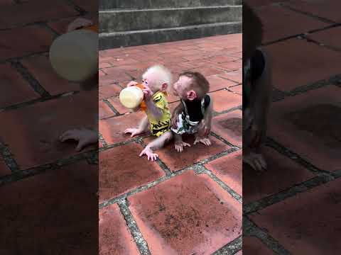 Bon throws a tantrum at Sumi for taking his milk bottle.