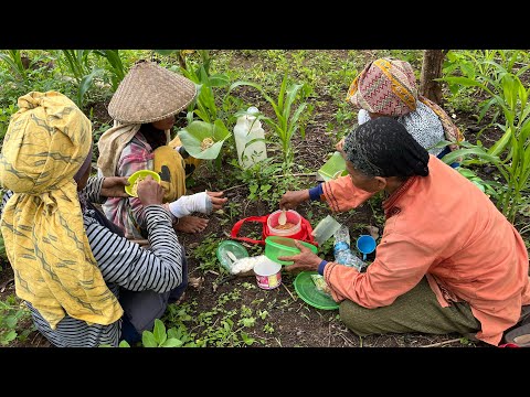 Pergi ke kebun ngantar rujak