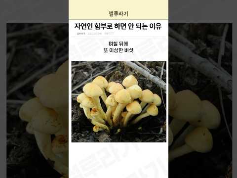 자연인 함부로 하면 안 되는 이유