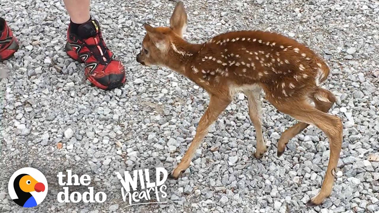 Tiny Baby Deer Asks People to Rescue Her Wild Hearts