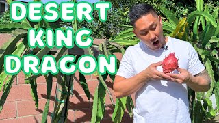 BIGGEST Desert King Dragon Fruit I've Ever Had! Variety Taste Review