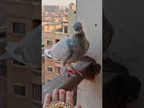 الحمامه طارت بس مسكتها 😂