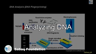 Analyzing DNA